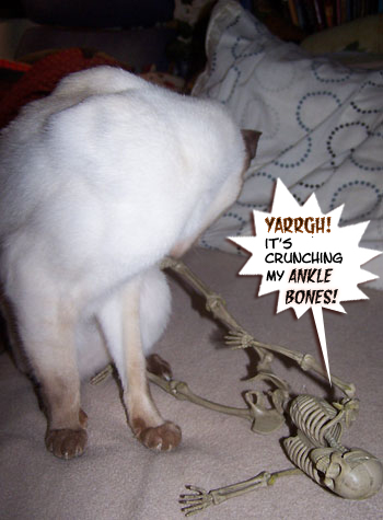 Alas. Minkey LOVES chewing bones...