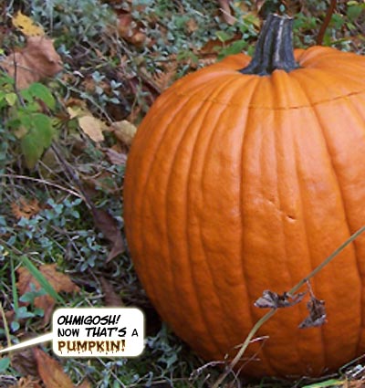 Till she sees a GIGANTIC pumpkin...